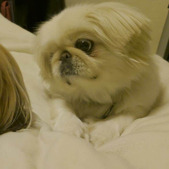 Kukkaのインスタグラム：「哀愁ホアちゃん 😢」