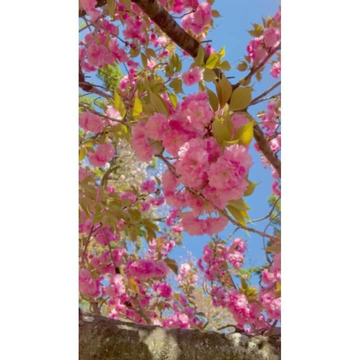 松山メアリのインスタグラム：「#八重桜 🌸🌿」