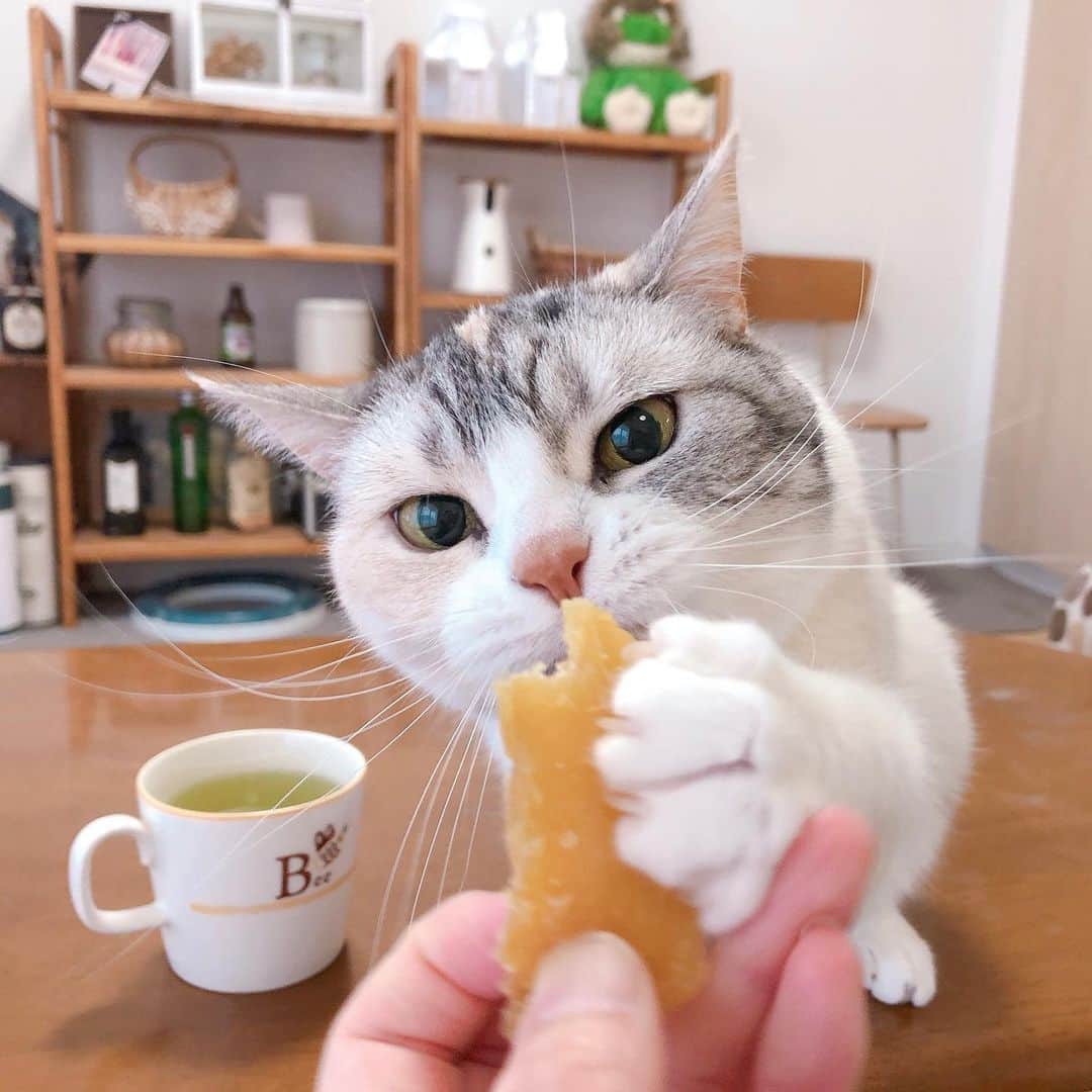 Natsukiさんのインスタグラム写真 - (NatsukiInstagram)「最近のマイブームは、干し芋(｡ˇε ˇ｡） しらすも好きみたいです(笑)  #cat #scottishfold  #猫のいる暮らし」4月7日 22時47分 - milky517