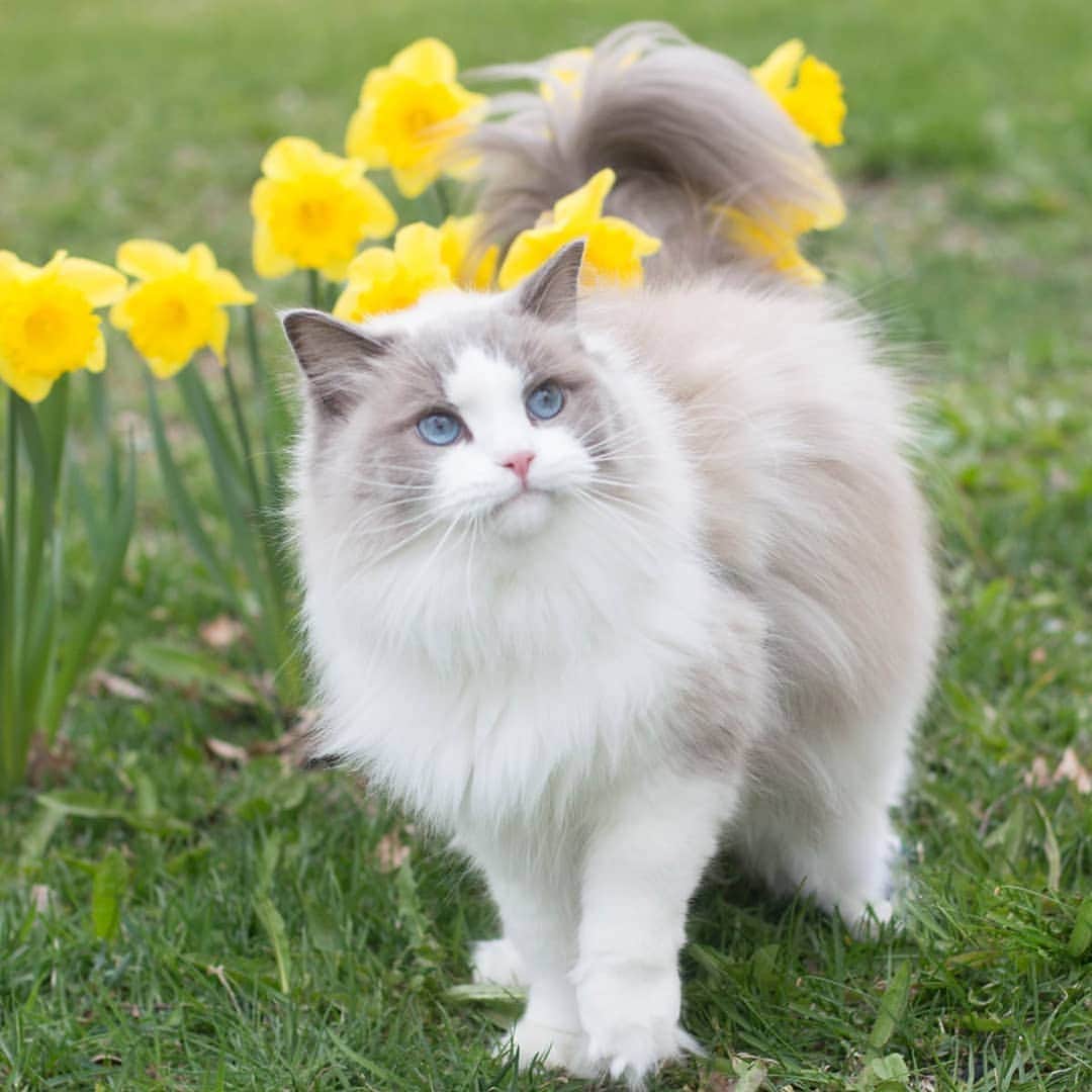 のインスタグラム：「Ever seen anything cuter?! 🙀💖🌻」