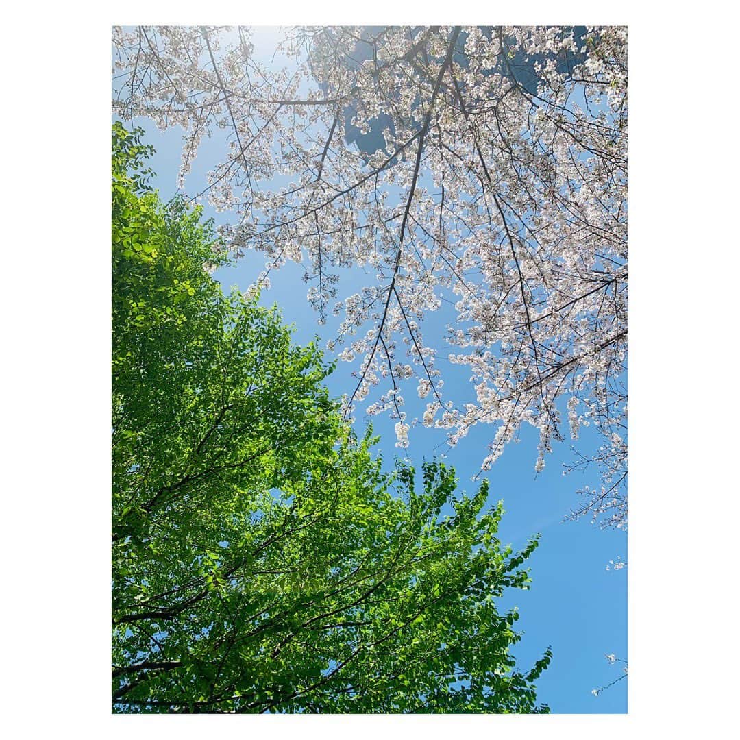 長野美郷さんのインスタグラム写真 - (長野美郷Instagram)「桜が終わると新緑の季節🌱✨ パワーが漲ってる感じがして、 1番好きな季節です。  昨日見た新芽が、今日見たらもうだいぶ大きくなってる、、、！ すごいなぁ🤭  #桜 からの#新緑 #ますますお散歩が楽しくなる  #ランニングする と言って出発しても #気付いたらお散歩になってます」4月8日 12時16分 - misato_nagano_1127