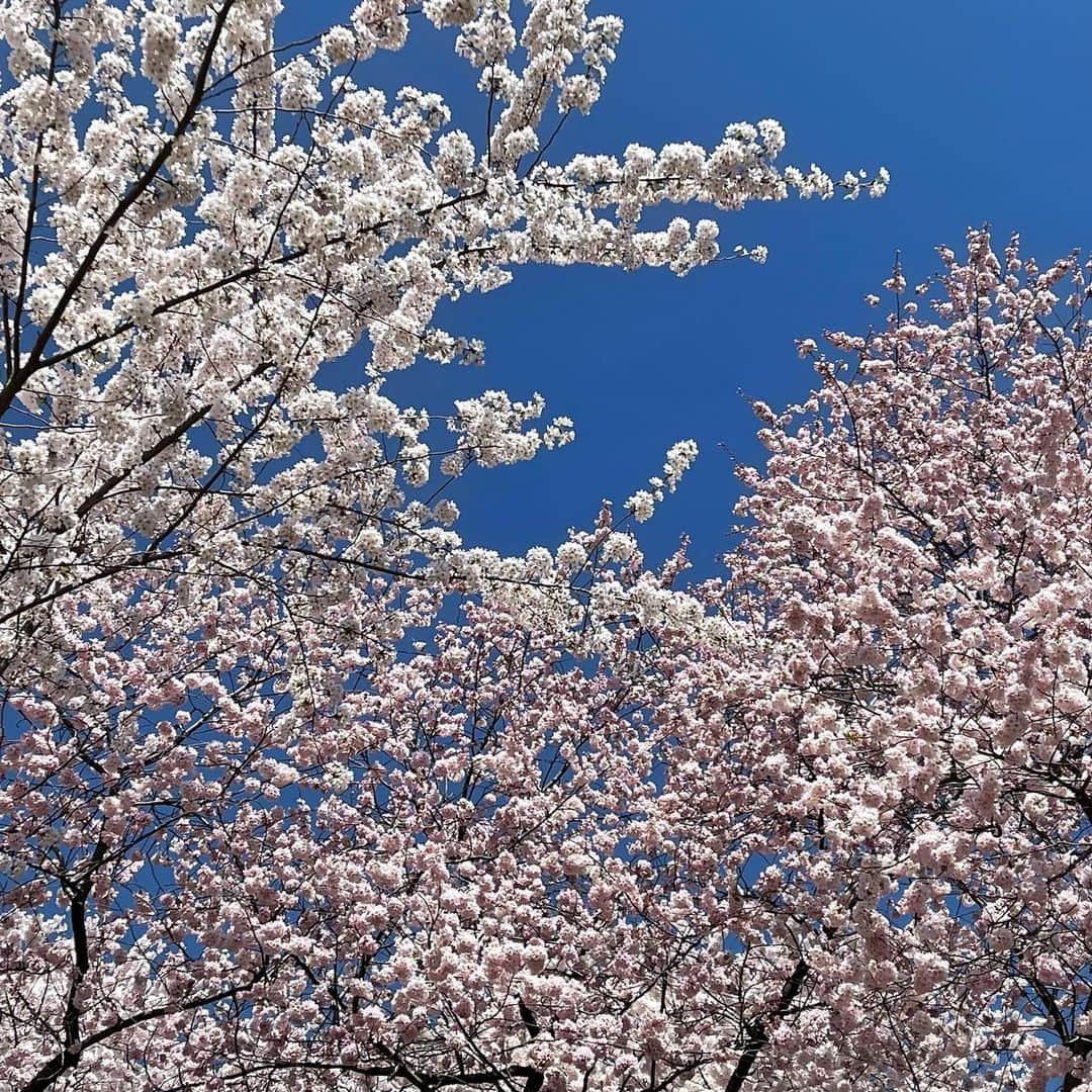 リンダ・エヴァンジェリスタのインスタグラム：「#springvibes #🌸」