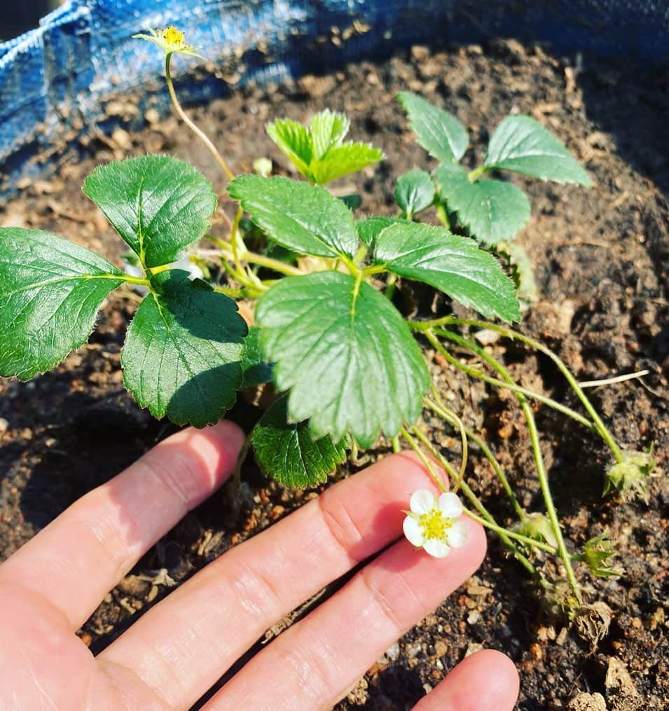 パク・スジンのインスタグラム：「🍓」