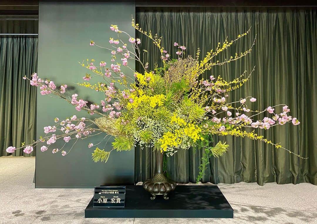 のインスタグラム：「#八重桜　#連翹　#オンシジューム  #cherryblossom #forsythia #oncidium  客員教授を務める大正大学の入学式に挿花しました。  新入生の皆様、ご入学おめでとうございます。  Ikebana for the celebration of the entrance ceremony of Taisho Uni.  #小原流 #いけばな小原流 #ohararyu  #oharaschoolofikebana #いけばな #插花 #ikebana #華道 #小原宏貴 #hirokiohara #花のある暮らし #花好きの人と繋がりたい #flowerstagram #flowerartist #flower #flowers #flowerlovers #春 #spring #springflowers #大正大学 #入学式 #祝い花」
