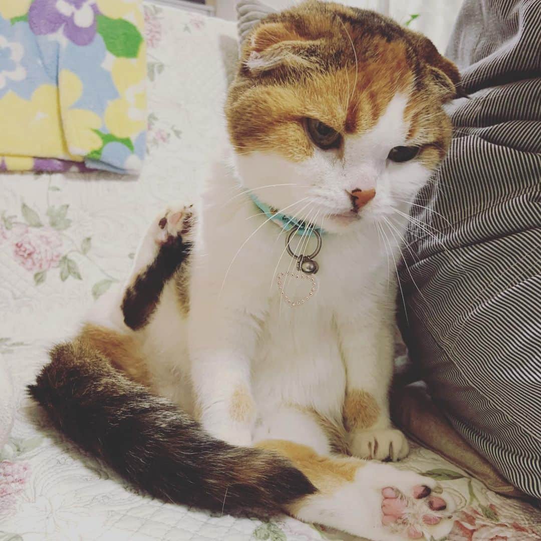 及川奈央さんのインスタグラム写真 - (及川奈央Instagram)「#実家 #愛猫 #みく #ラン 今年16歳 元気でいてくれてありがとう♡̷⁺₊˚✧」4月8日 10時19分 - naooikawa