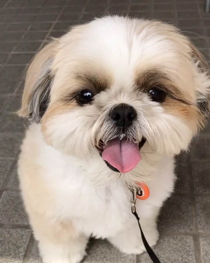 りんくのインスタグラム：「おはようございまつ☀️🐶🐾」