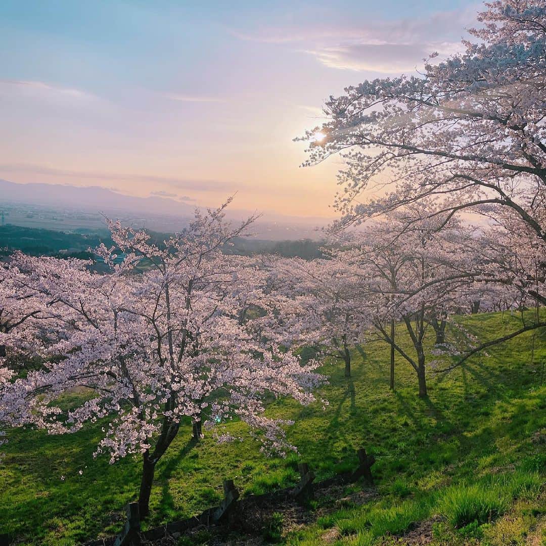 森下千里のインスタグラム：「加護坊の２０００本桜🌸 千本桜では足りない！と思い、こう呼ばせていただきました。  これほどの一面桜色の景色は、 人生初めて出会いました。  日が落ちてきて、 少し冷たくなった空気のおかげで とっても綺麗な写真が撮れました🤳  みなさんにも、 この感動が伝わりますように。  . . #桜 #宮城の桜 #加護坊山の千本桜  #加護坊の二千本桜」