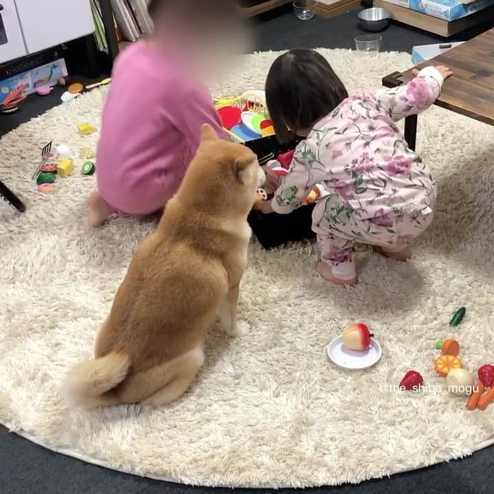 Moguのインスタグラム：「. 前回の続き・もぐの所に色々運ばれてきてうっかりままごとに巻き込まれそうになったので避難したなの。 #でも近くにいる #他の部屋にもいけるのに #寂しがり柴 . @the_shiba_mogu  #柴犬 #shibainu #shiba#赤柴 #redshiba#犬 #dog#しばいぬ#nannydog#犬と子供#子供と犬#柴犬と子供#柴#赤ちゃんと犬#犬と赤ちゃん#柴犬と赤ちゃん#赤ちゃんと柴犬#柴犬のいる暮らし#子守犬」