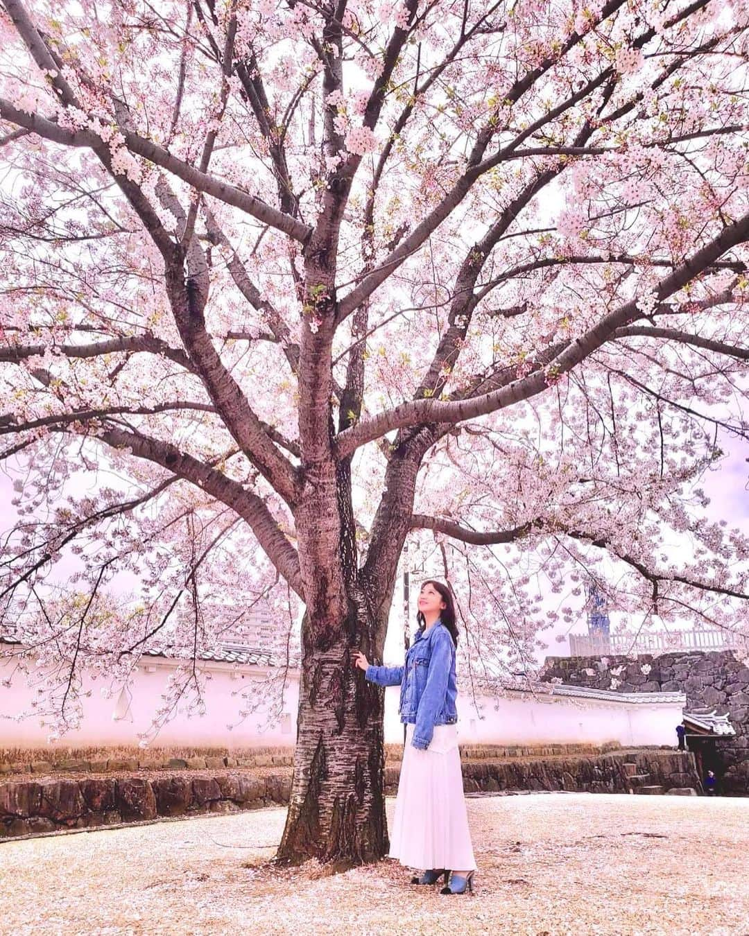 住吉史衣のインスタグラム：「. . 都内はいつの間にか桜の季節が終わってしまいましたね😌🌸 今年もありがとう♡ お気に入りの桜並木も久しぶりに通ったら 葉桜通り越して新緑でした🌿 . . 💡豆知識 3枚目は桜の中央の色が違うのを見つけたの。 調べたら緑が咲いたばかりで、ピンクがもう少しで散るよっていうサインなんだって！ ちょっと頭良くなれた😚 . . #桜 #🌸 #一本桜  #和 #日本 #風物詩 #季節の花を楽しむ #季節の花 #季節の変わり目 #花のある暮らし #花のある生活 #花のある風景 #花 #自然 #広い空 #私服 #私服コーデ #ジャンスカ #デニム #デニムコーデ #denim #デニムオンデニム #小旅行 #女子旅 #女子旅行 #山梨観光 #舞鶴公園 #flower #sakura #休日の過ごし方 . .」