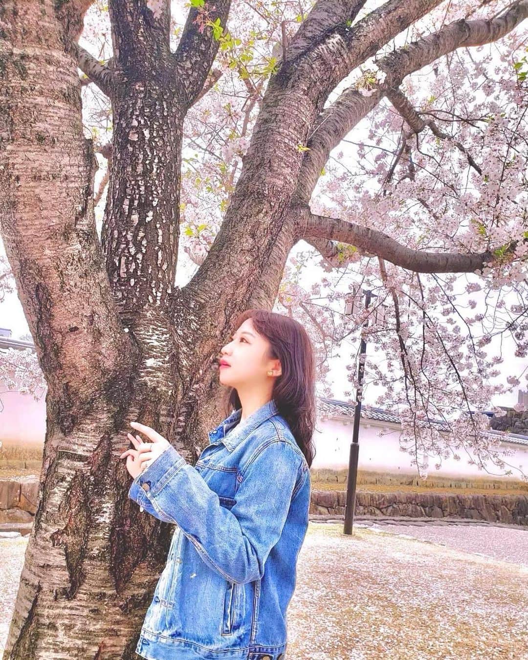 住吉史衣さんのインスタグラム写真 - (住吉史衣Instagram)「. . 都内はいつの間にか桜の季節が終わってしまいましたね😌🌸 今年もありがとう♡ お気に入りの桜並木も久しぶりに通ったら 葉桜通り越して新緑でした🌿 . . 💡豆知識 3枚目は桜の中央の色が違うのを見つけたの。 調べたら緑が咲いたばかりで、ピンクがもう少しで散るよっていうサインなんだって！ ちょっと頭良くなれた😚 . . #桜 #🌸 #一本桜  #和 #日本 #風物詩 #季節の花を楽しむ #季節の花 #季節の変わり目 #花のある暮らし #花のある生活 #花のある風景 #花 #自然 #広い空 #私服 #私服コーデ #ジャンスカ #デニム #デニムコーデ #denim #デニムオンデニム #小旅行 #女子旅 #女子旅行 #山梨観光 #舞鶴公園 #flower #sakura #休日の過ごし方 . .」4月8日 21時49分 - fumie_0426