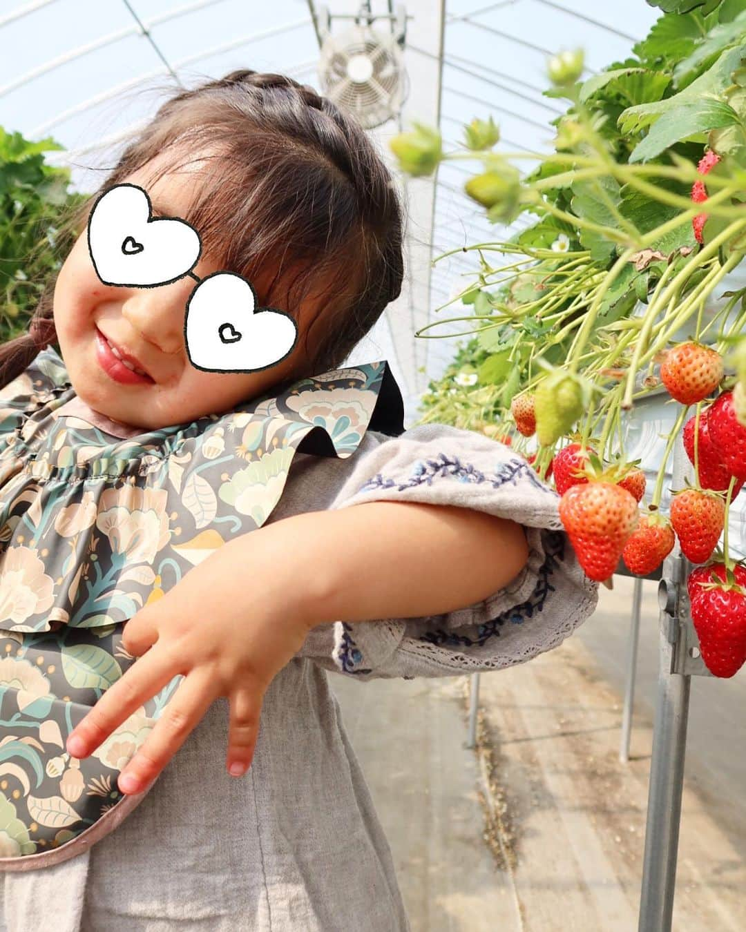 川人未帆さんのインスタグラム写真 - (川人未帆Instagram)「・ はじめてのいちご狩り🍓 私は30年ぶりくらいかなぁ🤣 着く前に事件勃発したけどとっても楽しんでいました😊 無言で食べまくり、 美味しい？って聞いても、 うんとしか言わずひたすら食べてました🍓笑 ハウスの中は暑くて最後は汗だく😂  手袋をしてる手でイチゴを取って反対の手で食べるっていう対策がとられていたり、ハウスに入る前の消毒などはかなり徹底してました🙏✨」4月8日 13時20分 - miho0319kawahito