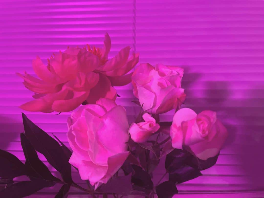 水沢アリーのインスタグラム：「お友達が元気出してアリー!ってくれたお花が、綺麗に咲いてくれた🌸見るたび微笑む💗愛の力。  It’s OK, cheer up Ally🥀✨ My sweet friend gave me beautiful flowers🌹💜Love u @babesan_   #bestfriendforever」