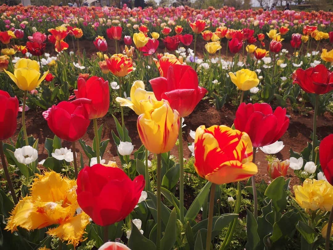 REIKAさんのインスタグラム写真 - (REIKAInstagram)「. はぁ🌷🌷🌷❤ チューリップ綺麗❤ 撮影終わり✨ 本日は作撮りでした📷 お花大好き✨癒やされる✨ さてトレーニングいてきま💪  #チューリップ #tulips #tulip #flower #お花 #作品撮り #撮影 #作撮り #リク撮 #model #ポートレート撮影」4月8日 15時24分 - reika_japan