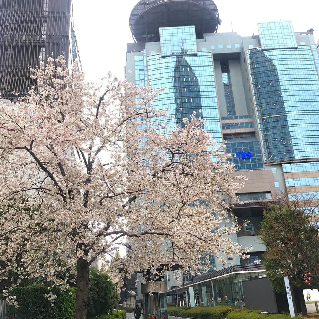 日比麻音子さんのインスタグラム写真 - (日比麻音子Instagram)「THE MARKETオープンしてます🛍  YouTubeでは動画でも紹介してますので是非チェックしてくださいね〜 ナレーションも担当しています。  桜が綺麗なのが、 赤坂の好きなところの一つ🌸  ワンピース:COCODEAL  #themarket #fromTBS」4月8日 17時11分 - hibi_maoko