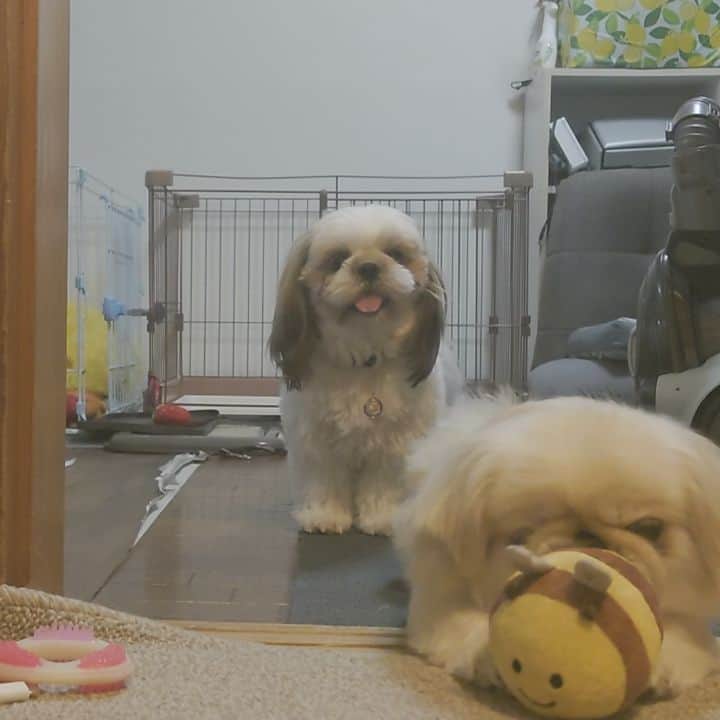 Kukkaのインスタグラム：「山賊におもちゃを取られて呆然とするシエちゃん。」