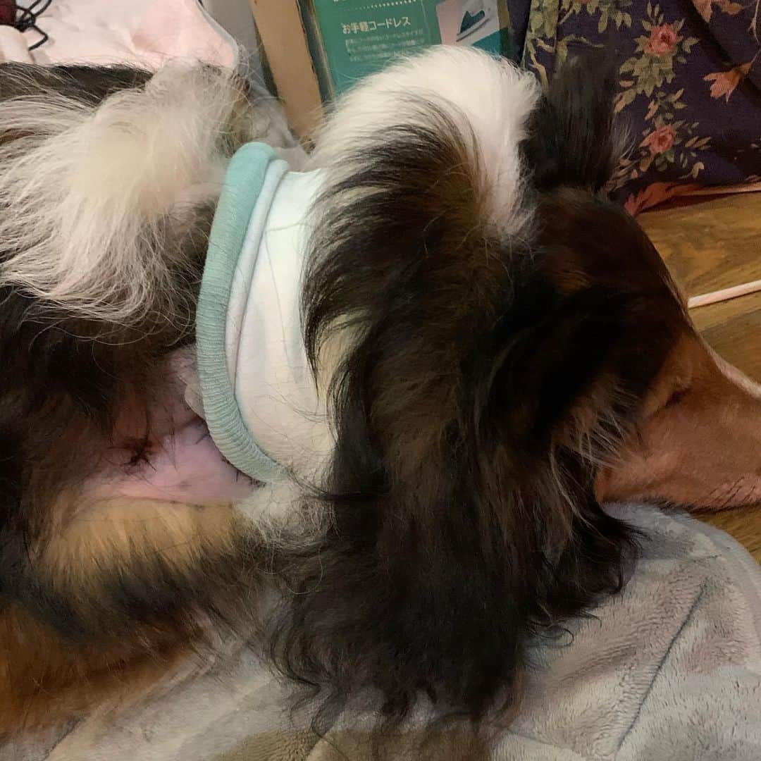 岸本加世子さんのインスタグラム写真 - (岸本加世子Instagram)「姫子頑張ってくれました。４回目の癌摘出手術でした。今日は首の２カ所からシコリを摘出しました。帰宅した後、麻酔の影響で変な所で寝てしまいました。胸が張り裂けそうな長い一日がやっと終わりました。#犬の癌」4月8日 20時27分 - kayokokishimoto