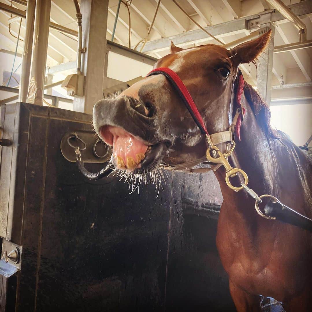古川奈穂さんのインスタグラム写真 - (古川奈穂Instagram)「4/17.18 乗せてくださった関係者の皆様、馬達、ありがとうございました。嵐のような天候の中、本当にありがとうございました。  土曜日に6勝目をあげさせて頂きました！ありがとうございました！  写真は厩舎の可愛い出っ歯ちゃんです🥰厩舎の皆さんに愛されています☺️ 決定的瞬間を収めました😎  自動車の仮免許の試験が近づいています😳勉強しつつ、気分転換に数独をしながら、今週も新潟で頑張ります！！  ＃愛しのペルちゃん ＃決定的瞬間 #数独 #ニコリ様ありがとうございます #nikoli #ニコリ #sudoku」4月23日 15時32分 - naho_furukawa_official