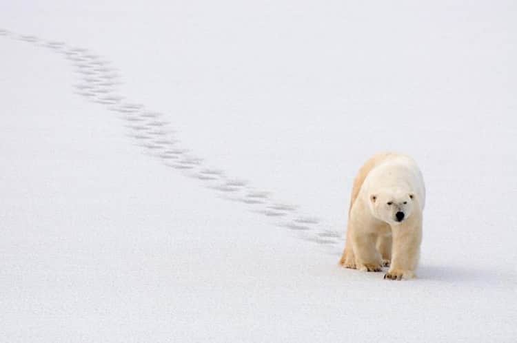 Polar Bearsのインスタグラム：「Happy Earth Day! 🌏🌍🌎 PC: @frontiersnorth」