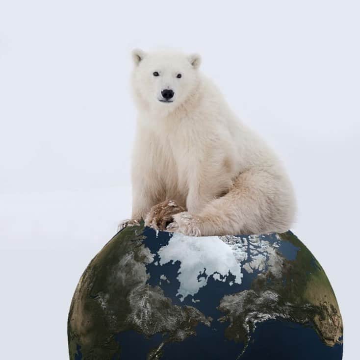 Polar Bearsのインスタグラム：「Happy Earth Day! 🌏🌎🌍🌳🍀⭐️☀️🌴🐻‍❄️🐻‍❄️🐻‍❄️🐻‍❄️🐻‍❄️ PC: @polarbearsinternational」