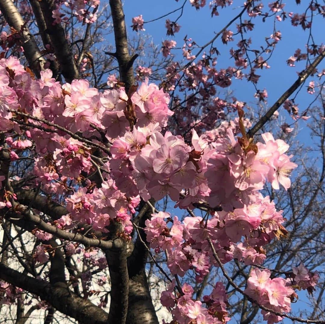 札幌テレビ「どさんこワイド朝」さんのインスタグラム写真 - (札幌テレビ「どさんこワイド朝」Instagram)「きのう札幌でも開花宣言があったので、 けさの放送では大通公園から桜の映像をお届けしました。 西尾アナ「朝日に照らされてキレイでした！」 . . #大通公園 #桜  #どさんこワイド朝 #西尾優希 #青山竜  #エゾヤマザクラ」4月23日 10時26分 - dosanko_asa
