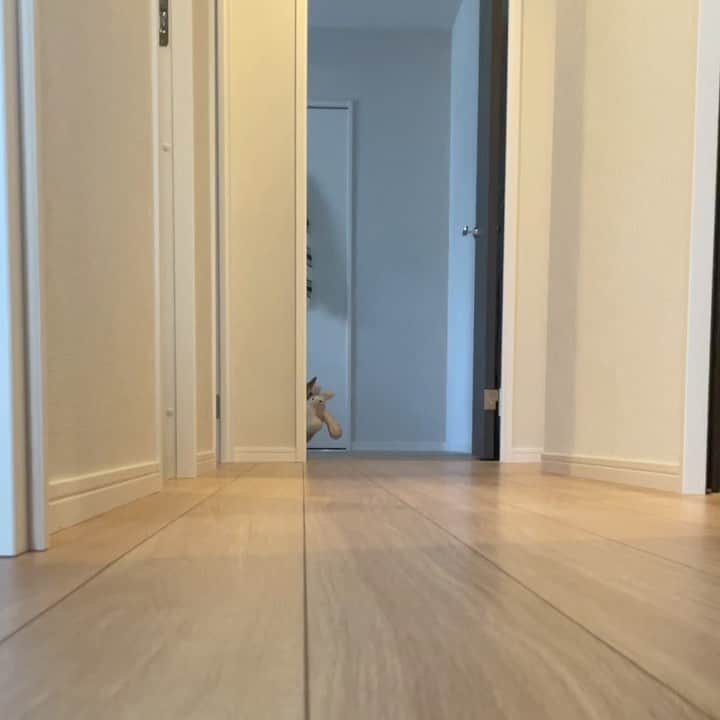 モルト♡Malt(Singapuracat)のインスタグラム：「てちてちてちてち…🐈🐾🐾 * 妹ちゃんはすぐに帰って来まして、ママとのラブラブタイムは一瞬で終わりました😺💨 * ⚠️ママのうっるさい声が入ってます🙉📢 #てちてち」