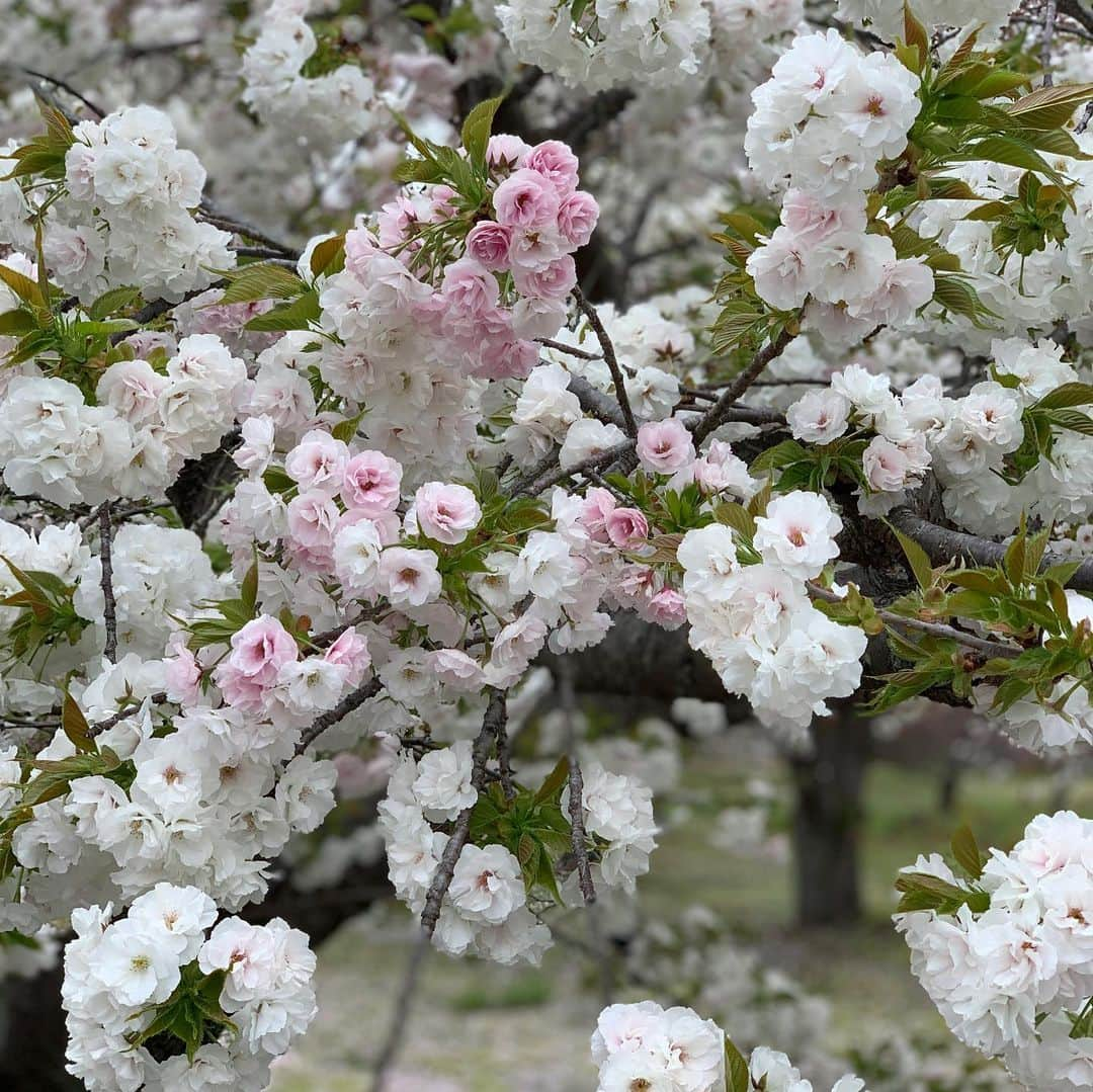 透水さらささんのインスタグラム写真 - (透水さらさInstagram)「桜🌸記録﻿ ﻿ ﻿ 1から3枚目は京都の二条城の桜🌸﻿ 4枚目は中目黒の夜桜🌸﻿ 最後は自宅🌸﻿ ﻿ こんな時期なのでゆっくりお花見🍡は出来なかったけどお散歩しながら目に焼きつけました﻿ 大満足  #桜」4月8日 22時43分 - sarasarasarasa0623