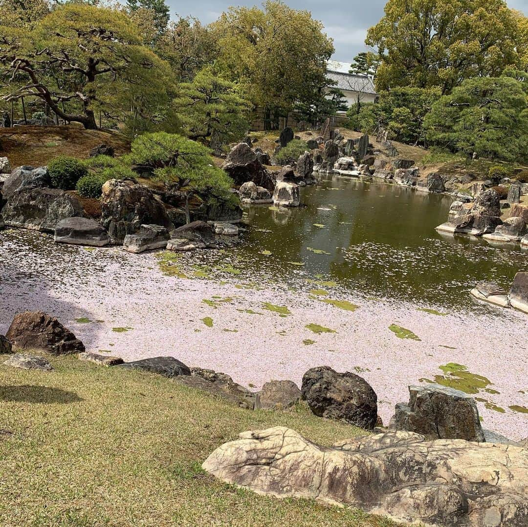 透水さらささんのインスタグラム写真 - (透水さらさInstagram)「桜🌸記録﻿ ﻿ ﻿ 1から3枚目は京都の二条城の桜🌸﻿ 4枚目は中目黒の夜桜🌸﻿ 最後は自宅🌸﻿ ﻿ こんな時期なのでゆっくりお花見🍡は出来なかったけどお散歩しながら目に焼きつけました﻿ 大満足  #桜」4月8日 22時43分 - sarasarasarasa0623