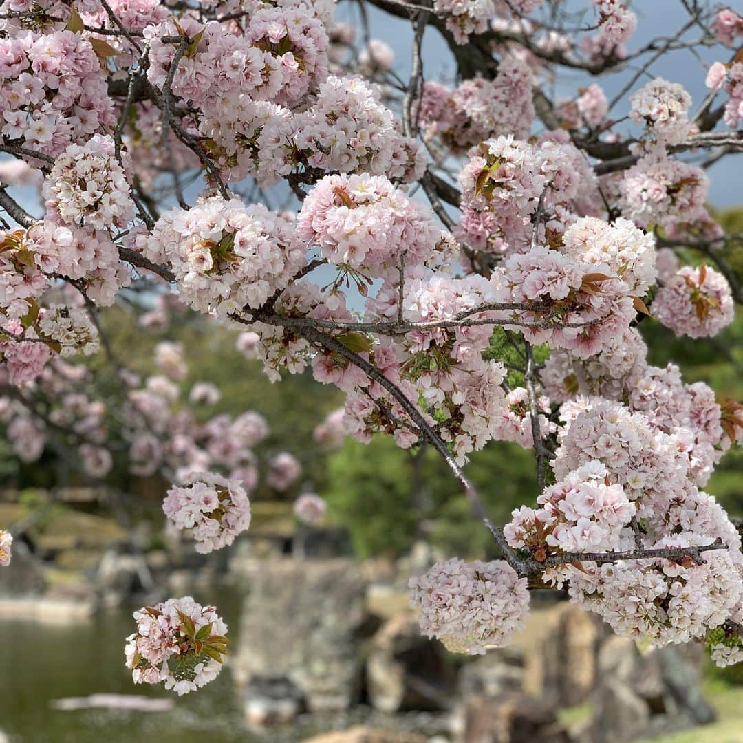 透水さらさのインスタグラム：「桜🌸記録﻿ ﻿ ﻿ 1から3枚目は京都の二条城の桜🌸﻿ 4枚目は中目黒の夜桜🌸﻿ 最後は自宅🌸﻿ ﻿ こんな時期なのでゆっくりお花見🍡は出来なかったけどお散歩しながら目に焼きつけました﻿ 大満足  #桜」