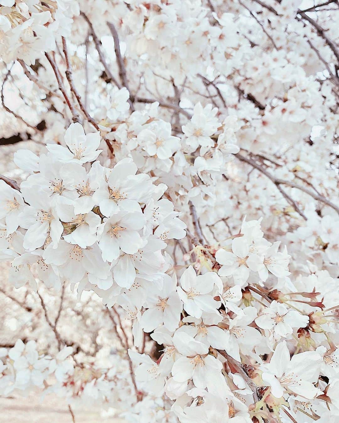 新井椎己のインスタグラム：「Sakura 🌸  ほんの一瞬だったけど、今年はお花見できて嬉しかった𓂃 ❀」