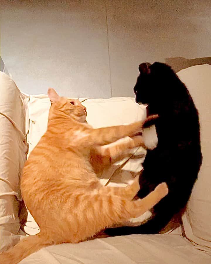 Katetsaiのインスタグラム：「Hey bro what’s up  #哇好嘻哈喔 #麥摳還箝制吉美的舞步 #但是麥摳還是不爭氣的閉眼了  #cat #neko #ネコ #ねこ #猫  #吉美jigme #Jigmefansclub #Michaelfansclub #麥摳Michael #catsofinstagram #katetsaivideo」