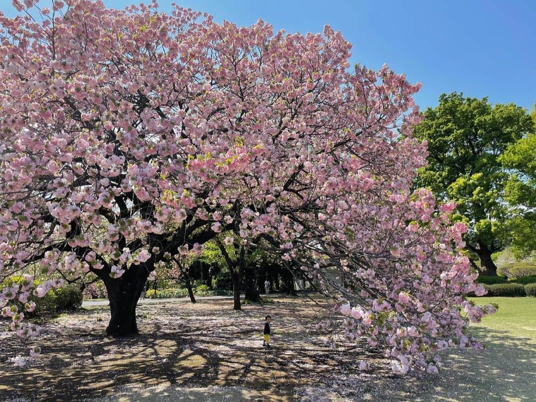 にわみきほさんのインスタグラム写真 - (にわみきほInstagram)「八重桜🌸   #ショーンを探せ😎」4月9日 15時46分 - mikiho_niwa