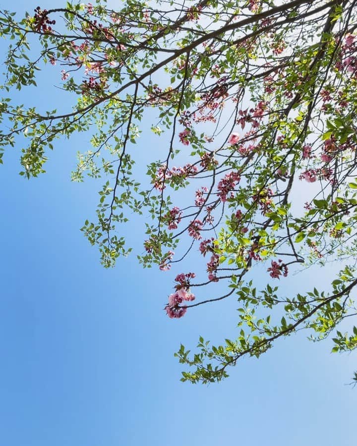 Naomiのインスタグラム：「Good morning! 庭の八重桜とエゴノキ。 風の冷たい朝です。  #iphone12 #nao1223garden」