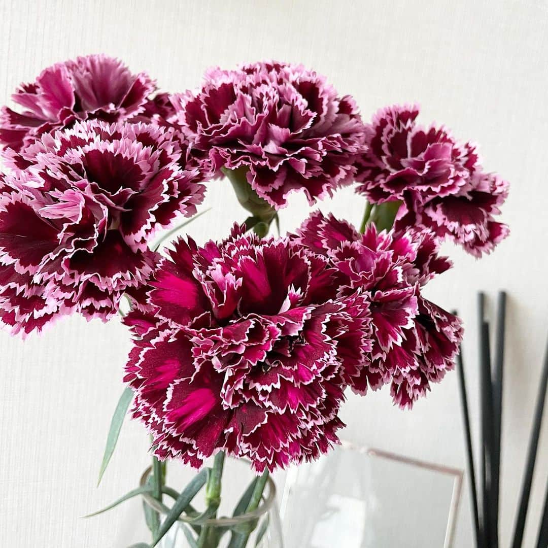 吉田美紀さんのインスタグラム写真 - (吉田美紀Instagram)「・ ・ おはようございます♡ よく見ると不思議だなぁ…繊細だなぁ…と 朝からじっくりカーネーションを眺める朝です。 ・ 紫色のカーネーションの花言葉は 『気品・誇り』なんですって！ ・ お花の種類、カラーによって お花屋さんの花瓶にひとつひとつ花言葉が書かれていたので カンニングしてきました！ ・ #carnation #flowers #flowerlanguage #お花 #カーネーション #花言葉 #お花のある暮らし」4月9日 8時41分 - miki__yoshida