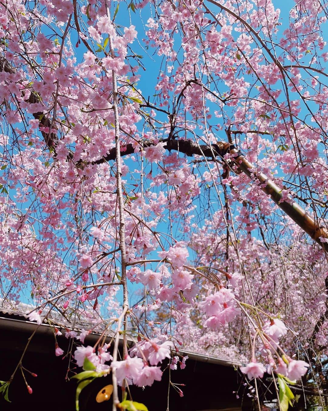 わちみなみのインスタグラム：「ピンクの桜🌸︎﻿ 遠くから見るとかっこいいけど 近くで見たらかわいい☺︎  ﻿ ﻿ 🌸ファーストトレーディングカード﻿ 発売記念イベント予約受付中です。﻿ ﻿ 4月24日　18時〜秋葉原ソフマップ﻿ https://cheerplace.jp/event/i7xxhazifh3b7_jvqsgro0sevcdc63dv﻿ ﻿ 4月25日　12時〜神保町書泉グランデ﻿ https://www.shosen.co.jp/event/153762/﻿ ﻿ 　　　　　17時30分〜ミントポニーランド名古屋﻿ http://ponyland.sakura.ne.jp/ponyland/event.htm﻿ ﻿ 🌈週刊ポストなをん。デジタル写真集﻿ みな、みちゃうわ　発売中です！﻿ ﻿ https://www.shogakukan.co.jp/digital/09d093520000d0000000﻿ ﻿ #桜﻿ #写真　#樱花﻿ #赏樱﻿ #模型　#일본　#수영복 #벚꽃﻿ #わちみなみ」