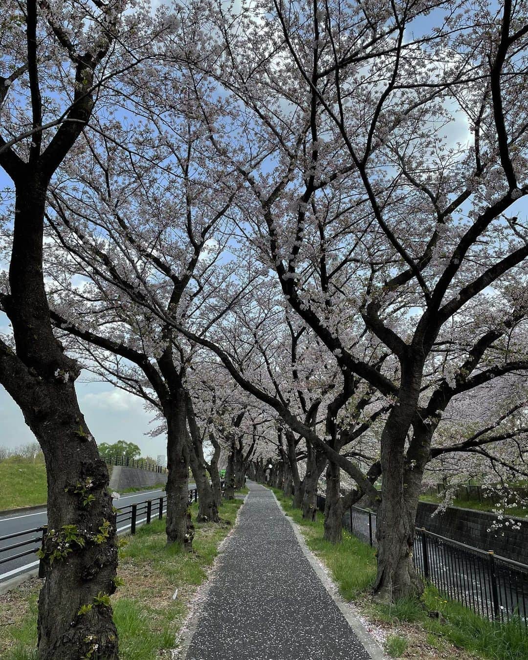 西澤絵理さんのインスタグラム写真 - (西澤絵理Instagram)「. 今年の桜は長く見られたかな🌸？ 新緑が美しい季節へ…🌿  #新年度 #桜 #お散歩」4月9日 9時22分 - eriyogacat