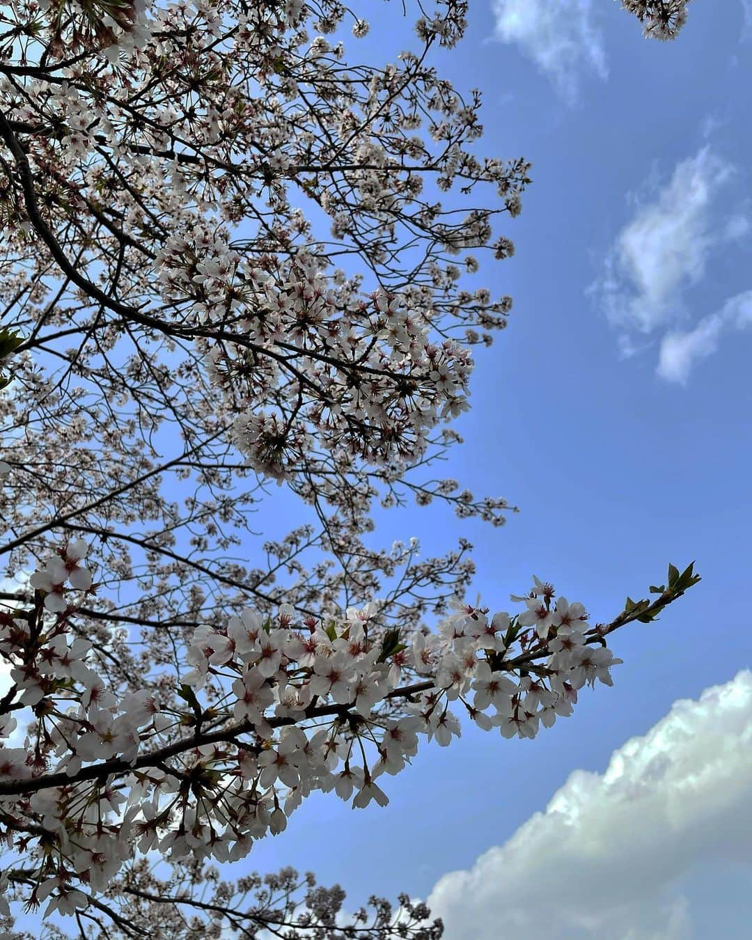 西澤絵理のインスタグラム：「. 今年の桜は長く見られたかな🌸？ 新緑が美しい季節へ…🌿  #新年度 #桜 #お散歩」