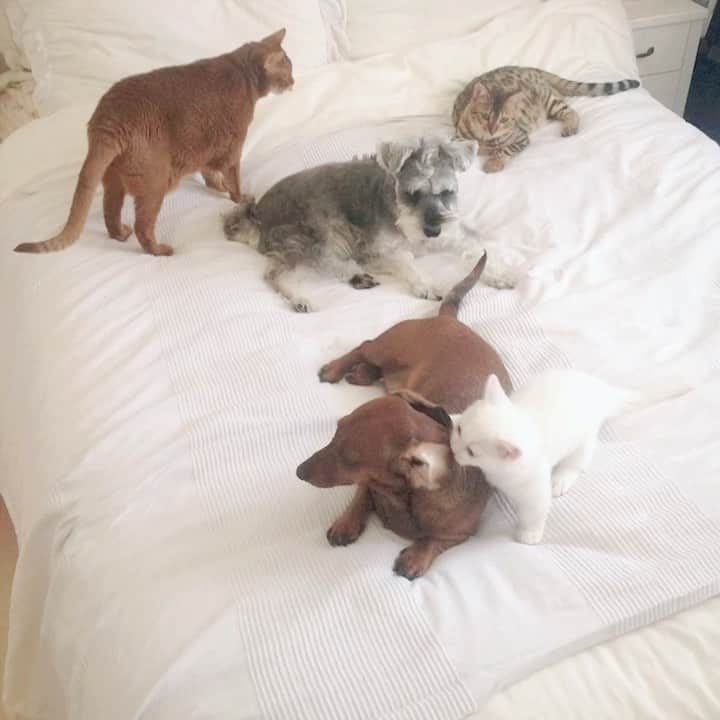 のインスタグラム：「えみちゃんといっしょに暮らし始めた頃。 このときはまだチャーくんもクロムも居て、キーちゃんはボクにおっぱいをくれようとしてたし、ビーちゃんにはまだ勝てなかったけど、ボクめげなかったんだ！ そんなボクは、今日9才になった🎂 #danyo #danyocawaii #munchkin #whitecat #catstagram #catlovers」
