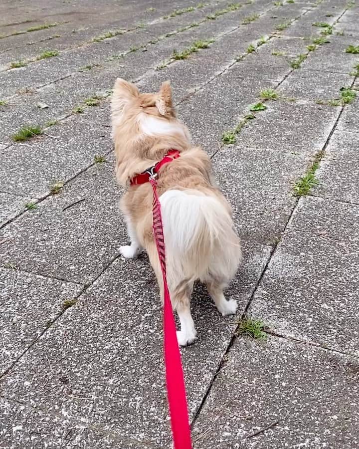 大後寿々花のインスタグラム