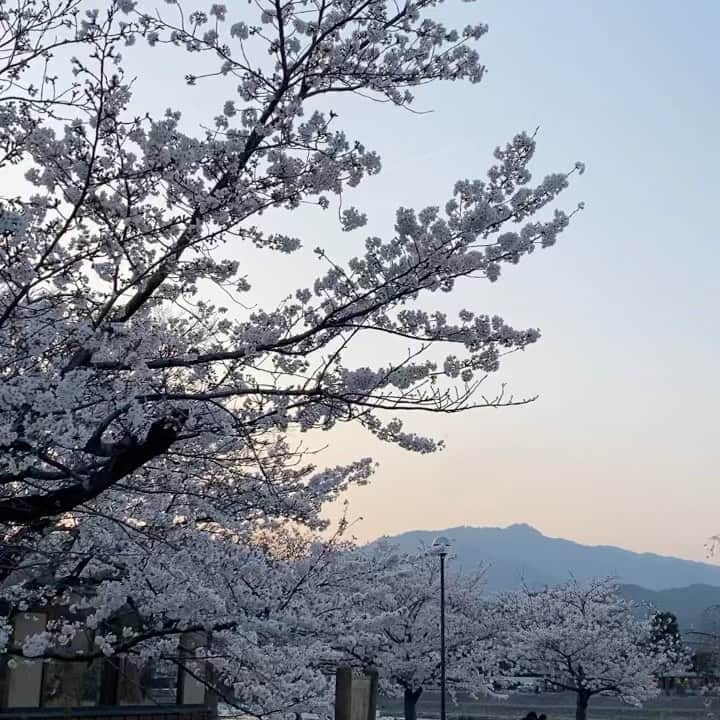 吉田佳菜のインスタグラム：「ㅤㅤㅤㅤㅤㅤㅤㅤㅤㅤㅤㅤㅤ ㅤㅤㅤㅤㅤㅤㅤㅤㅤㅤㅤㅤㅤ また来年🌸 来年はお花見行けるといいなぁ🌸 ㅤㅤㅤㅤㅤㅤㅤㅤㅤㅤㅤㅤㅤ ㅤㅤㅤㅤㅤㅤㅤㅤㅤㅤㅤㅤㅤ #桜 #嵐山 #ちわこの休日 ㅤㅤㅤㅤㅤㅤㅤㅤㅤㅤㅤㅤㅤ」