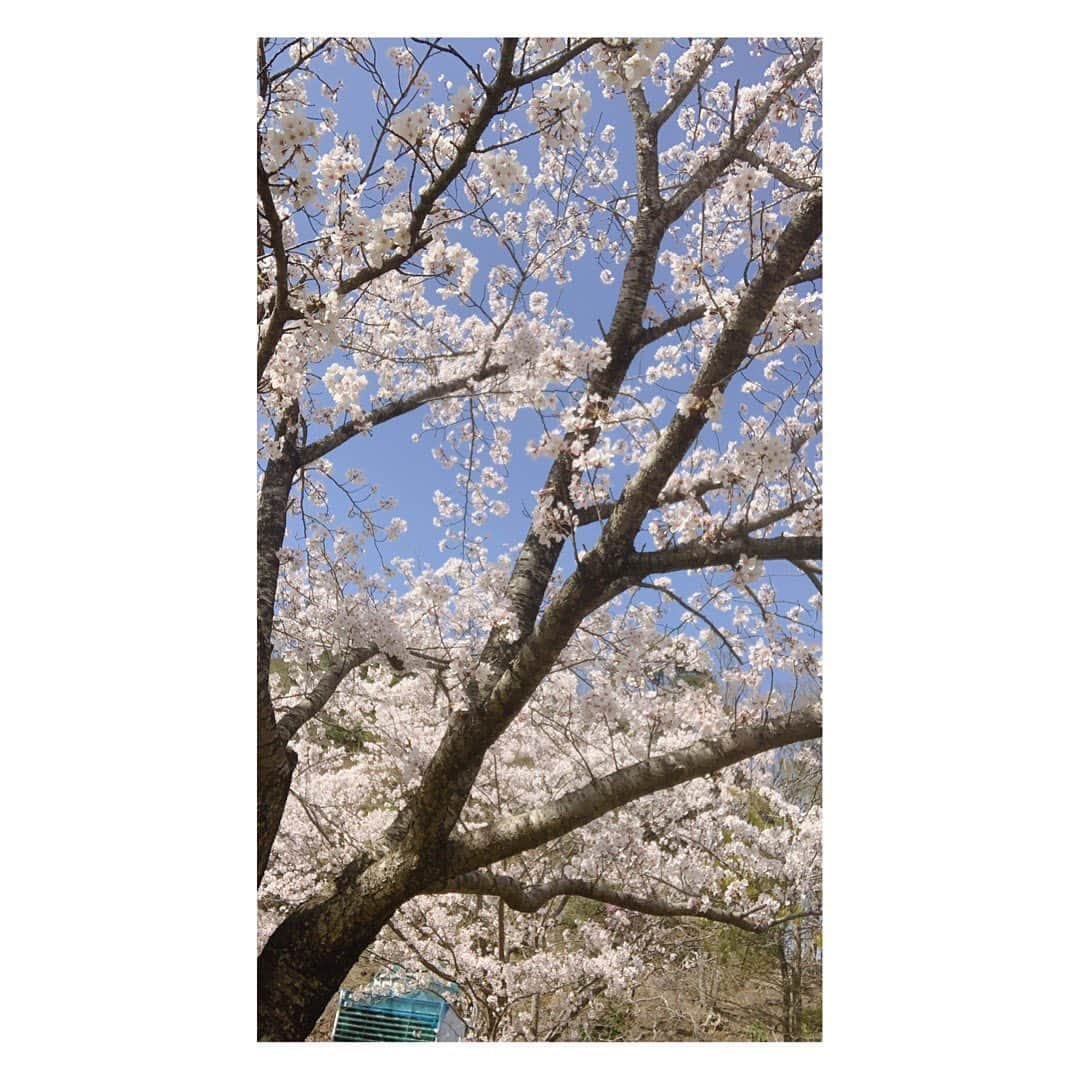 海原ともこさんのインスタグラム写真 - (海原ともこInstagram)「🌸桜ってなんか写真とりたくなります😂」4月9日 11時47分 - tomocolovesmile