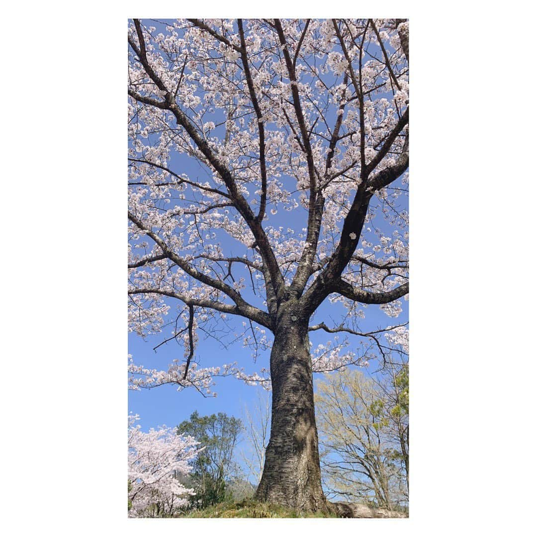 海原ともこさんのインスタグラム写真 - (海原ともこInstagram)「🌸桜ってなんか写真とりたくなります😂」4月9日 11時47分 - tomocolovesmile