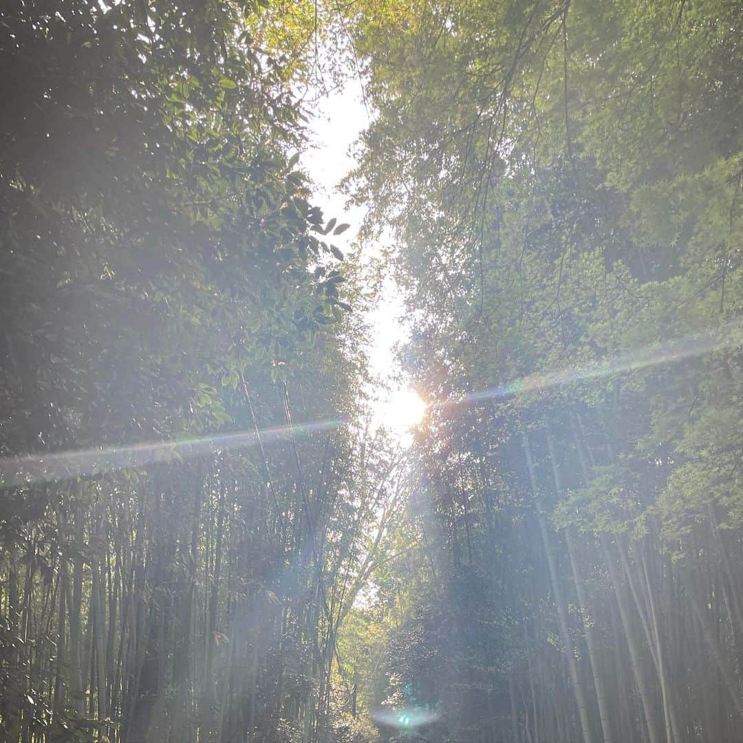 椎名美月さんのインスタグラム写真 - (椎名美月Instagram)「全部違う表情に見えるね🌳  #木 #森 #グリーン #竹 #嵐山 #京都 #森 #地球」4月9日 12時58分 - mizkiss