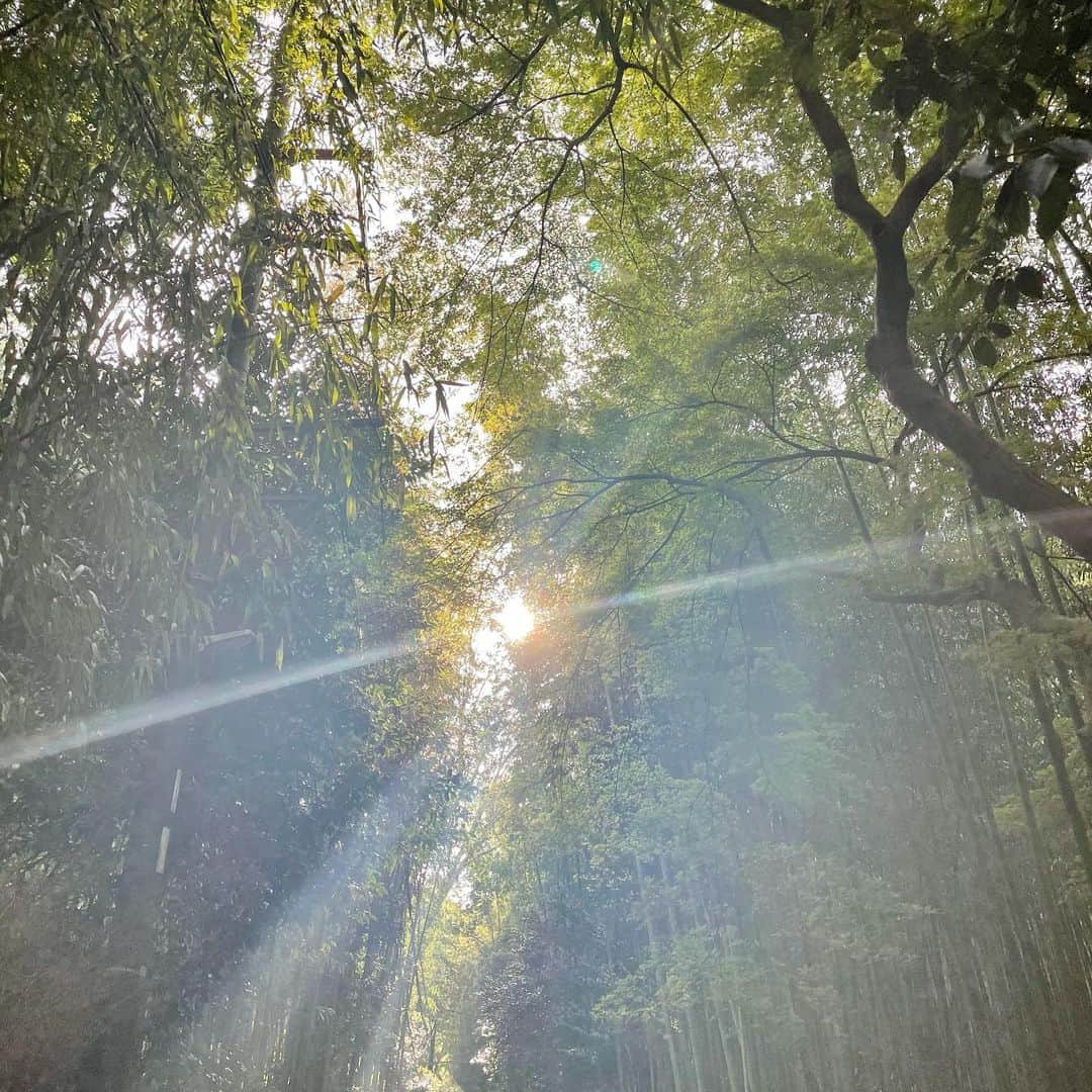 椎名美月さんのインスタグラム写真 - (椎名美月Instagram)「全部違う表情に見えるね🌳  #木 #森 #グリーン #竹 #嵐山 #京都 #森 #地球」4月9日 12時58分 - mizkiss