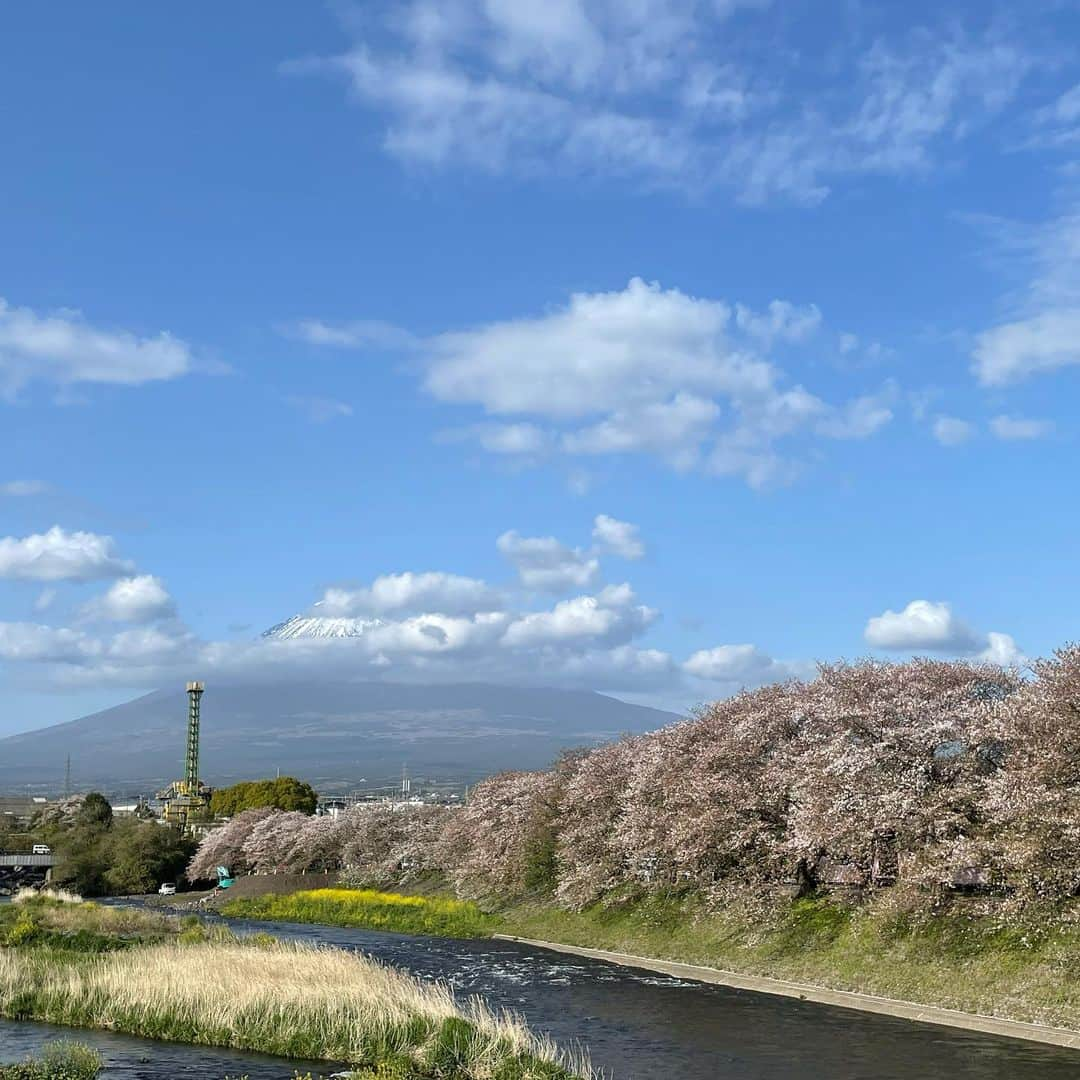 小野澤玲奈さんのインスタグラム写真 - (小野澤玲奈Instagram)「春はあっという間🌸  先週、うなぎを食べに行った三島で 思わぬお花巡りになりました🚶🏻‍♀️  桜以上にもう緑がきれいで 源兵衛川にカラーがにょきにょき生えてて感動したなぁ☺️  年齢を重ねるとともに 自然に癒され、お花を愛でるようになる… この調子でいくと将来どうなっちゃうのかしら🙄  #自然おばさん #お花巡り  #shizuokalife  #桜家 #うなぎ #うな丼  #三島大社 #源兵衛川  #潤井川 #富士山  #また来年🌸」4月9日 18時49分 - reina.onozawa