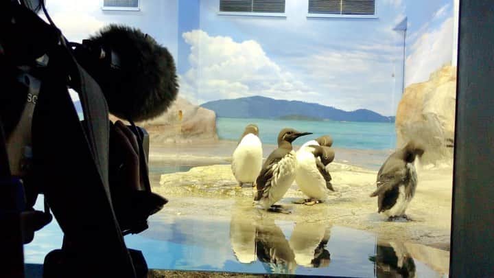 大谷萌恵のインスタグラム：「マリンピア日本海に新たな仲間が💕  ペンギンに似てますが・・・ 「ウミガラス」です！  日本の水族館では3ヶ所でしか見られない珍しい鳥！ 昨日から公開が始まったばかりの新人にさっそく会ってきました🥰  取材でしたが、いろいろな生き物たちに会えて癒しの時間でした！  #マリンピア日本海 #ニューフェイス #ウミガラス」