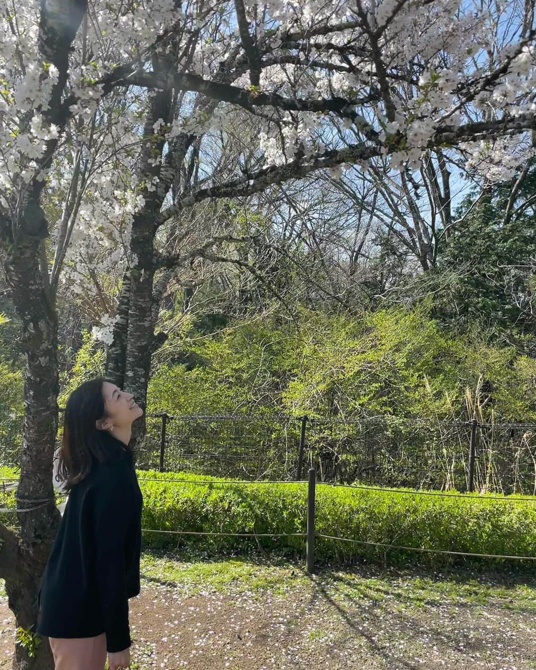 青山倫子さんのインスタグラム写真 - (青山倫子Instagram)「まだ咲いているところみぃつけた🌸 まだかなまだかな、あとどれくらいで咲くかな、と蕾が少しずつ大きくなるのをワクワクしながら観察して、あんなに心待ちにして。 咲いてしまうとあっという間だよね。 一瞬だからこそ、なおさら美しい。 みんなが桜を見るために上を見上げていていいよねってお友達が言っていた。 本当にその通りだ。 気持ちも心も明るくなって幸せだ🌸  #青山倫子 #桜 #一瞬だからこそ美しい #上を見上げる #こんな時だからこそ #気持ちも心も明るくね」4月9日 19時34分 - noriko_aoyama1229