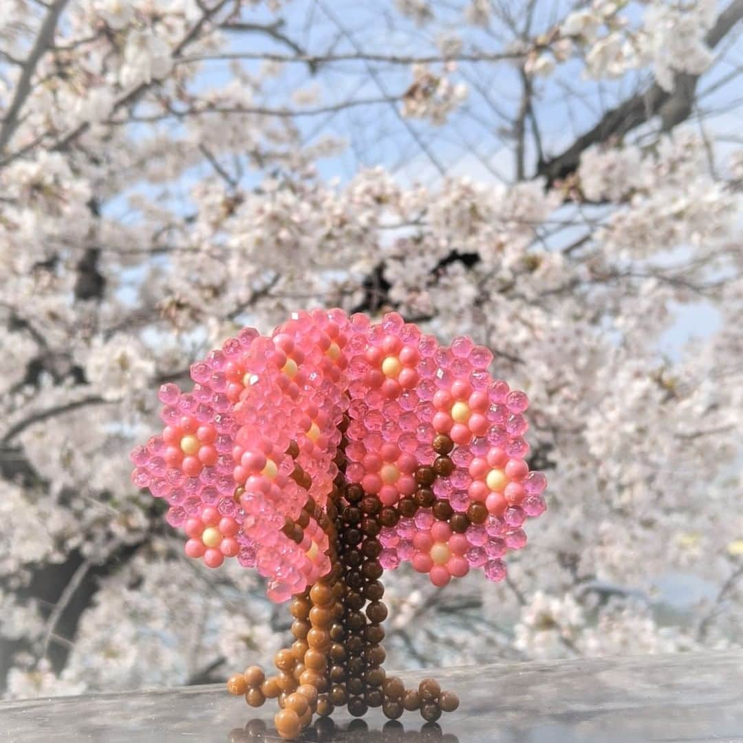 アクアビーズ公式さんのインスタグラム写真 - (アクアビーズ公式Instagram)「・ みなさんのまちにも、桜は咲きましたか？🌸 お出かけ気分でアクアビーズで桜の木を作って、 おうちお花見もおすすめですよ✨  こちらの作品は、公式ウェブサイトからイラストシートをダウンロードすることができます❣️  #アクアビーズ #aquabeads #ビーズ #beads #桜 #sakura #さくら #cherryblossom #春 #spring」4月9日 20時00分 - epoch1958_jp