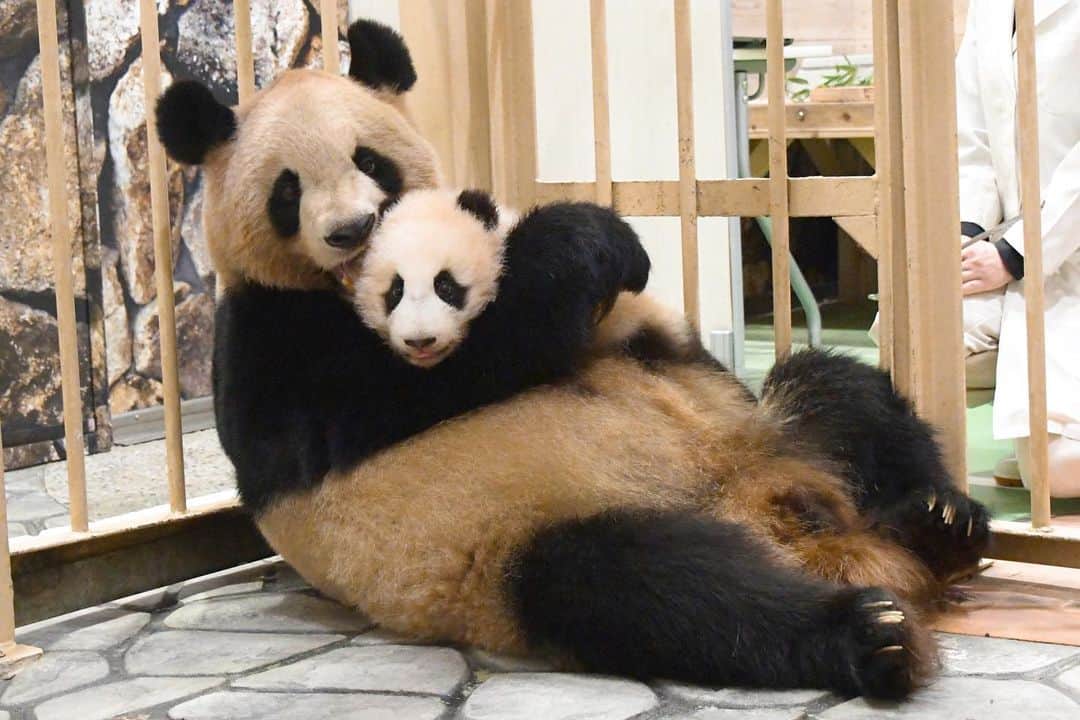 天才！志村どうぶつ園のインスタグラム
