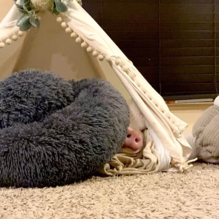 のインスタグラム：「Wait for it…😋🤪😴」