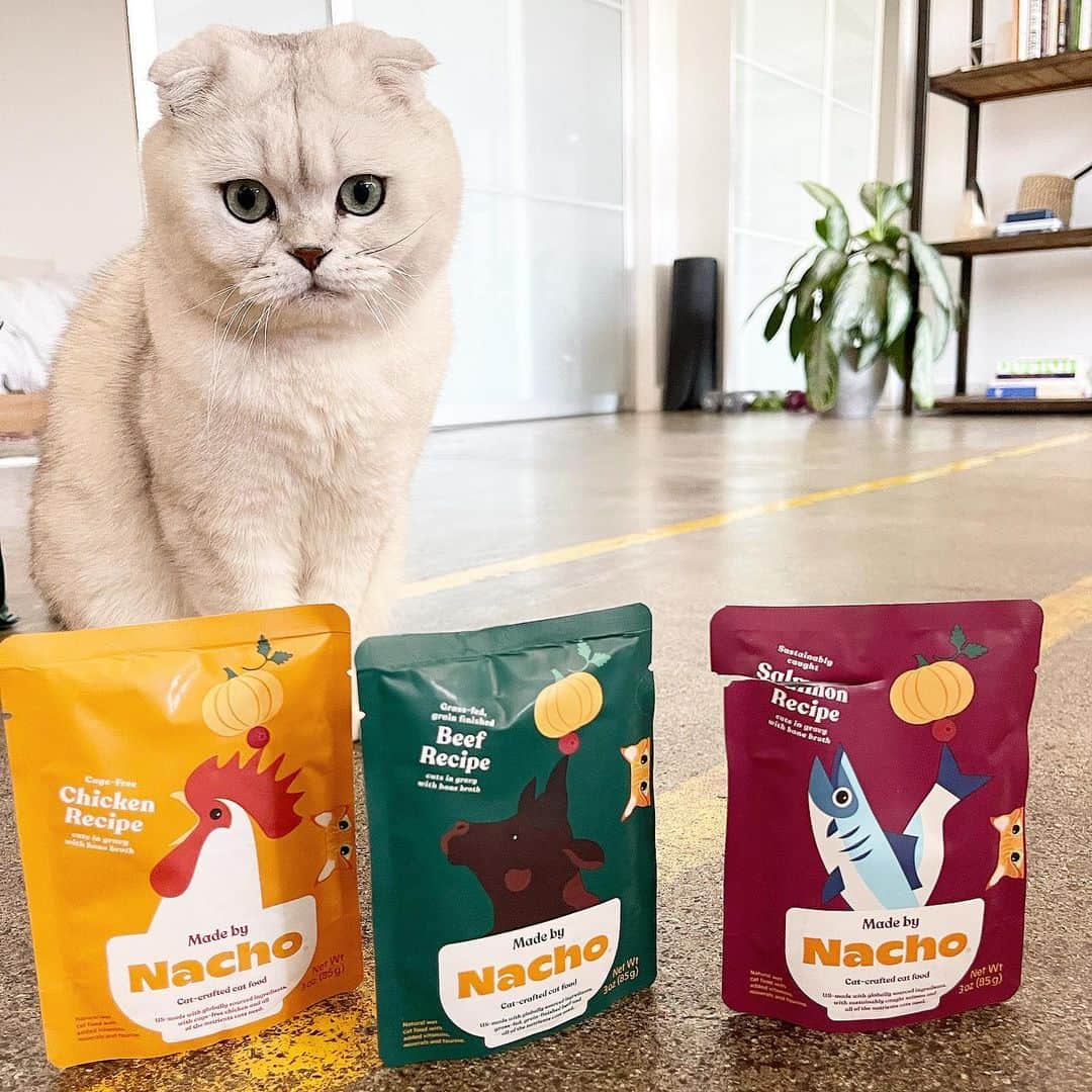 Hiroのインスタグラム：「Hello legends! #TeamNacho has been hard at work quality testing and perfecting @nachoflay’s delicious and nutritious recipes for @madebynacho - his new line of dry food, wet food, and cat treats. It’s hard to pick a favorite so Maccha and I rotate through all of them! The day is finally here - now you’re able to enjoy these recipes too! Follow @madebynacho to learn more and get some for yourself! #ad」